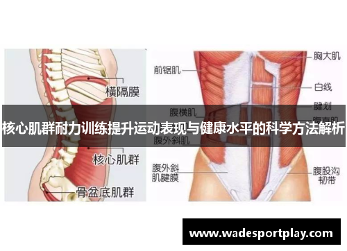 核心肌群耐力训练提升运动表现与健康水平的科学方法解析